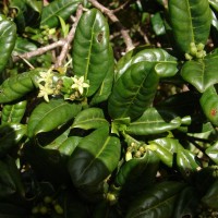 Psychotria zeylanica Sohmer